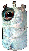 PEIXMORT